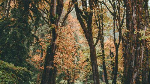 What to do this Fall?